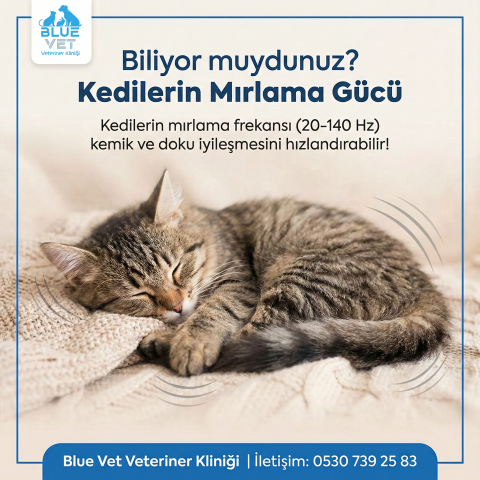 BlueVet Instagram Gönderisi