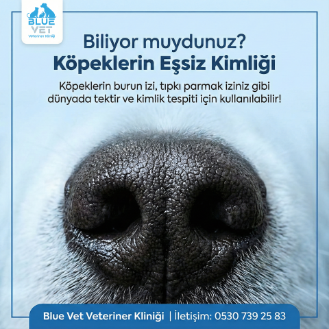 BlueVet Instagram Gönderisi