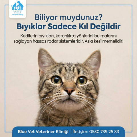 BlueVet Instagram Gönderisi