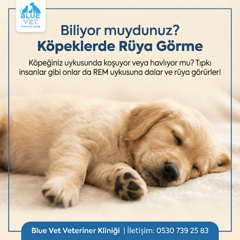 BlueVet Instagram Gönderisi